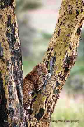 Leopard in tree - Serengeti, Tanzania